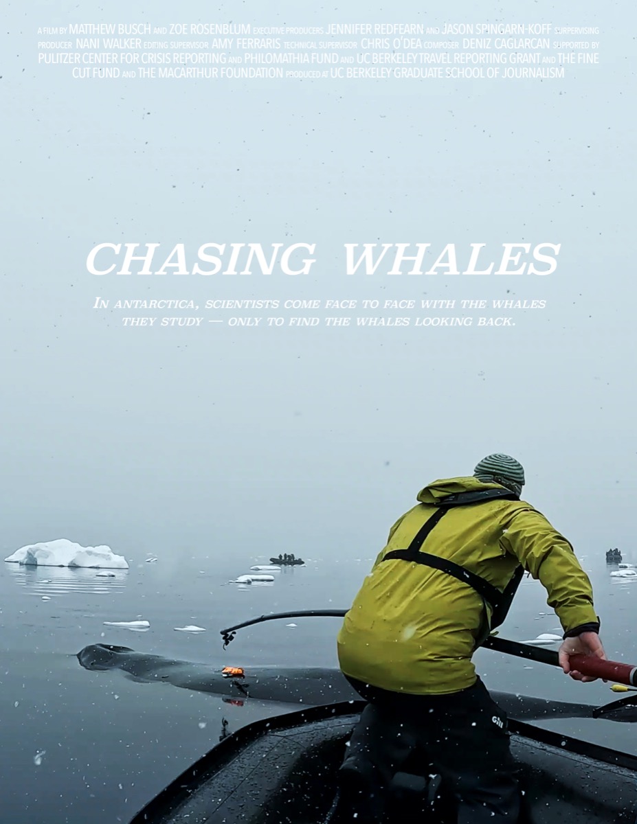 Chasing Whales poster